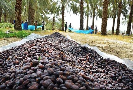 پیش بینی برداشت نزدیک به ۲۸۰ هزار تن خرما در استان خوزستان