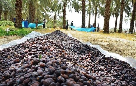پیش بینی برداشت نزدیک به ۲۸۰ هزار تن خرما در استان خوزستان