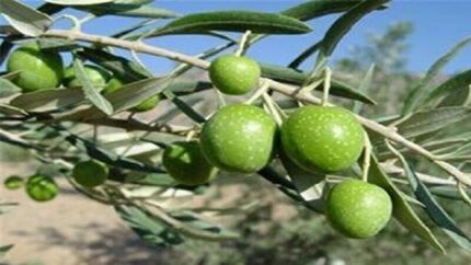 آغاز برداشت زیتون از باغات استان سیستان و بلوچستان
