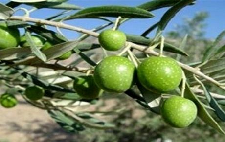 آغاز برداشت زیتون از باغات استان سیستان و بلوچستان