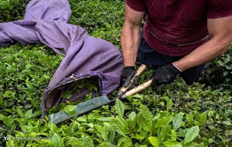 آغاز برداشت برگ سبز چای از اول اردیبهشت/ نرخ هر کیلو چای ۷۰ هزار تومان