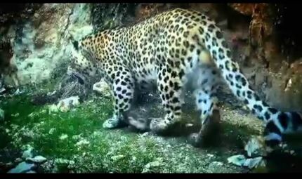 شناسایی و ثبت پنجمین پلنگ ایرانی در دهلران 