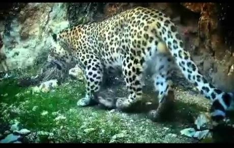 شناسایی و ثبت پنجمین پلنگ ایرانی در دهلران 