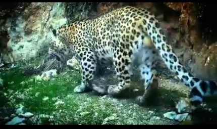 شناسایی و ثبت پنجمین پلنگ ایرانی در دهلران 