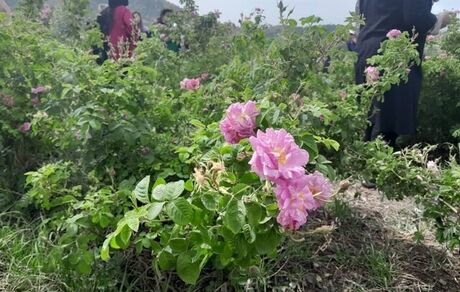 آغاز برداشت گل محمدی از اراضی ۱۶۳ هکتاری در دامغان