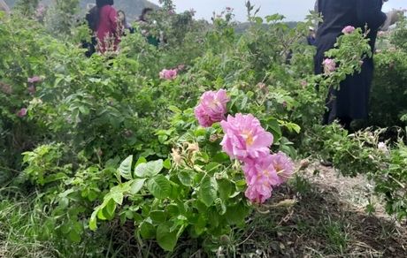 آغاز برداشت گل محمدی از اراضی ۱۶۳ هکتاری در دامغان