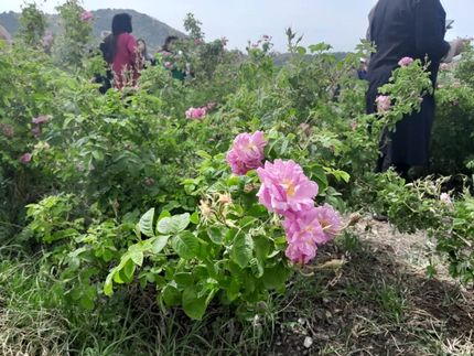 آغاز برداشت گل محمدی از اراضی ۱۶۳ هکتاری در دامغان