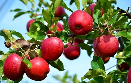  امارات متحده عربی، چهارمین بازار هدف برای صادرات سیب درختی ایران