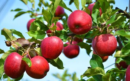  امارات متحده عربی، چهارمین بازار هدف برای صادرات سیب درختی ایران
