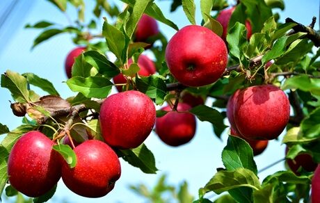  امارات متحده عربی، چهارمین بازار هدف برای صادرات سیب درختی ایران