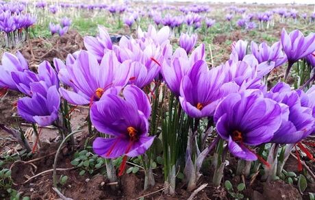آغاز برداشت زعفران در آذربایجان‌غربی