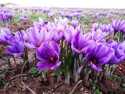 آغاز برداشت زعفران در آذربایجان‌غربی