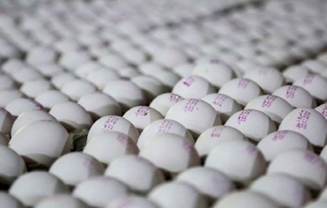 هر شانه تخم مرغ ۳۰ هزار تومان ارزان شد