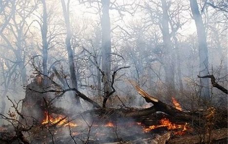آتش سوزی در منطقه جنگلی «واز»‌ شهرستان نور