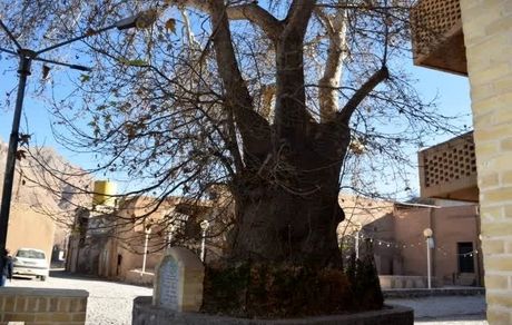 ثبت درخت چنار کهنسال روستای طزرجان در فهرست آثار طبیعی ملی کشور