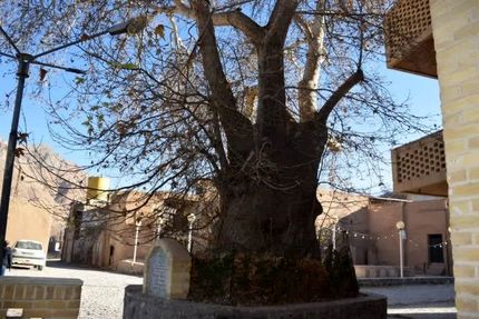 ثبت درخت چنار کهنسال روستای طزرجان در فهرست آثار طبیعی ملی کشور