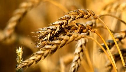 یک نماینده: مطالبات گندمکاران تا ۱۰ روز آتی پرداخت می‌شود