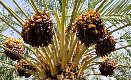 سالانه ۱۹ هزار تن خرما در سراوان برداشت می‌شود