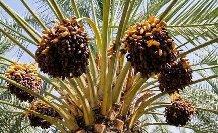 سالانه ۱۹ هزار تن خرما در سراوان برداشت می‌شود