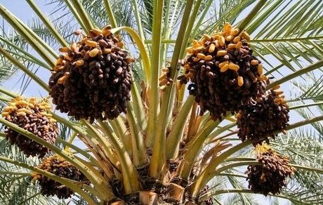 سالانه ۱۹ هزار تن خرما در سراوان برداشت می‌شود