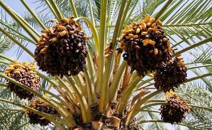سالانه ۱۹ هزار تن خرما در سراوان برداشت می‌شود