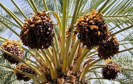 سالانه ۱۹ هزار تن خرما در سراوان برداشت می‌شود