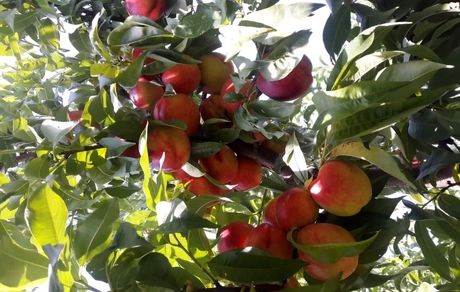 امسال ۵۰ هزار تن شلیل در استان اردبیل برداشت خواهدشد