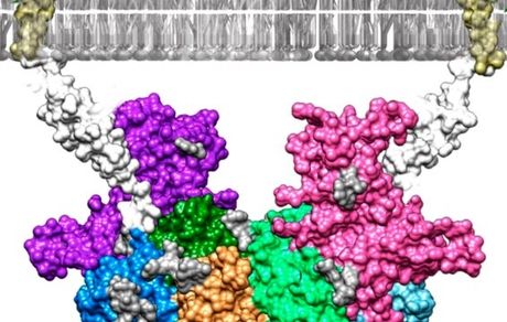 درمان آلزایمر با مهار یک آنزیم