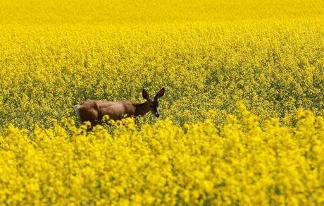 ویروس‌های مختلف از انسان به حیوانات هم منتقل می‌شود