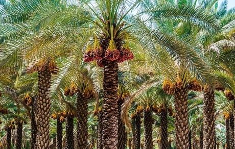 ماجرای نخل فروشی و سرمایه‌هایی که خارج می‌شوند/ باید مشکل را ریشه‌ای حل کنیم