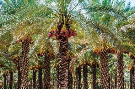 ماجرای نخل فروشی و سرمایه‌هایی که خارج می‌شوند/ باید مشکل را ریشه‌ای حل کنیم