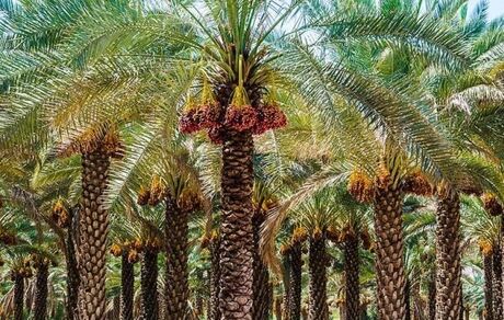 ماجرای نخل فروشی و سرمایه‌هایی که خارج می‌شوند/ باید مشکل را ریشه‌ای حل کنیم