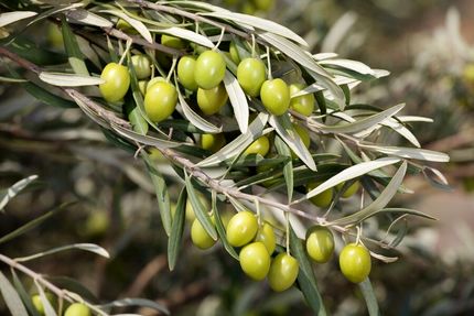 هدف گذاری تولید ۱۰۰ هزار تن دانه زیتون