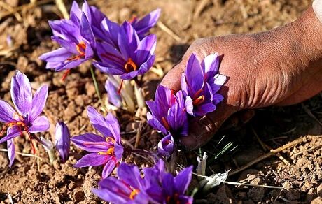 بازداشت ۱۷ نفر بدلیل قاچاق زعفران ایرانی به اسپانیا