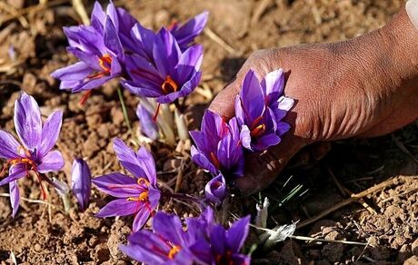بازداشت ۱۷ نفر بدلیل قاچاق زعفران ایرانی به اسپانیا