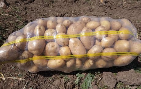 افزایش ۸۳ درصدی صادرات سیب‌زمینی در سال گذشته