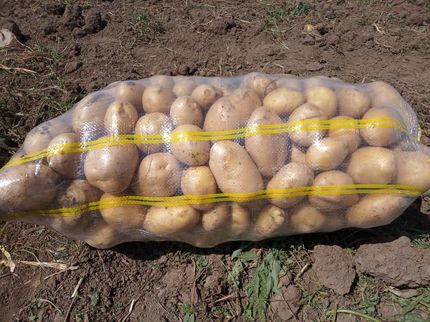 افزایش ۸۳ درصدی صادرات سیبزمینی در سال گذشته