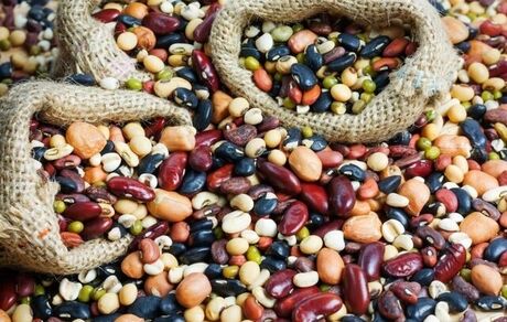 صادرات حبوبات از سر گرفته شد