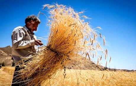 پرداخت ۴۵۴۴ میلیارد تومان از مطالبات گندمکاران استان زنجان