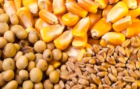 زمان آغاز ثبت سفارش ذرت دامی و جو اعلام شد