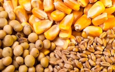 زمان آغاز ثبت سفارش ذرت دامی و جو اعلام شد