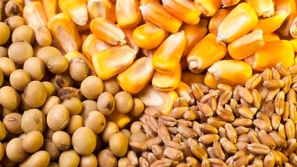 زمان آغاز ثبت سفارش ذرت دامی و جو اعلام شد