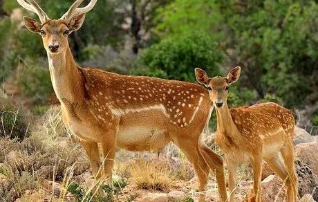 تولد اولین گوزن زرد ایرانی در دامنه یافته کوه خرم آباد