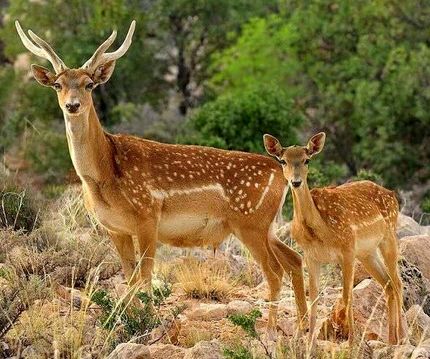 تولد اولین گوزن زرد ایرانی در دامنه یافته کوه خرم آباد