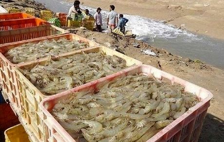 برداشت ۲۱ هزار تن میگو پرورشی در استان بوشهر