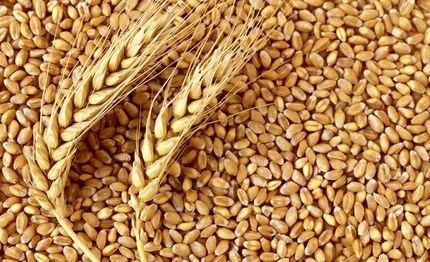 قیمت خرید تضمینی هر کیلو گندم برای سال آینده  ۷۵۰۰ تومان تعیین شد