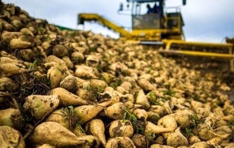 آغاز برداشت چغندرقند در فامنین استان همدان