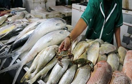 قیمت آبزیان در مزارع بالا نیست/ دلالان و واسطه‌ها باعث گرانی‌اند