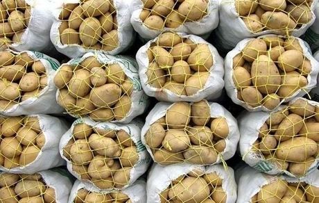 ذخیره‌سازی‌ مناسب سیب‌زمینی مورد نیاز بازار/ نیازی به واردات نیست