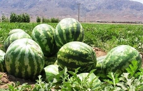 پیش‌بینی تولید ۳۰۹۶ تن هندوانه در سال جاری